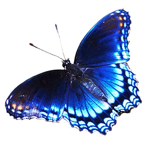 Butterfly Blue Clip Art Blue Butterfly Png Download 500500 Free