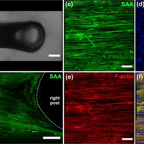 Bioengineered In Vitro 3d Human Skeletal Muscle Tissue In A Xeno Free