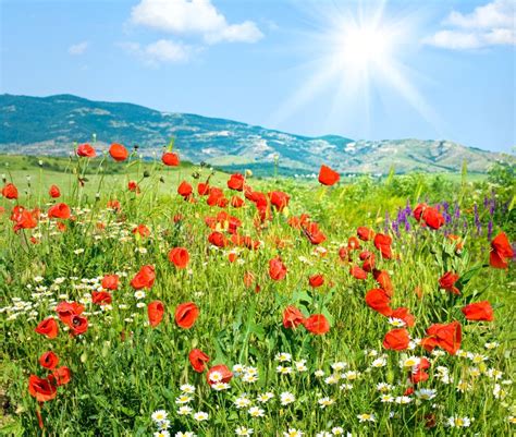 Beautiful Summer Mountain Landscape With Flowers Stock Image Image