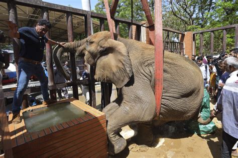 Foreign Veterinarians Save Sick Elephant At Pakistani Zoo Metro Us