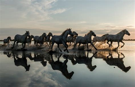 Wild Horses Galloping At Sunset By Masher