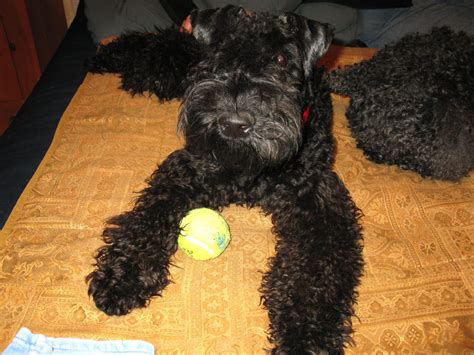 Kerry Blue Terriers The Adventures Of Buster Persephone Bailey