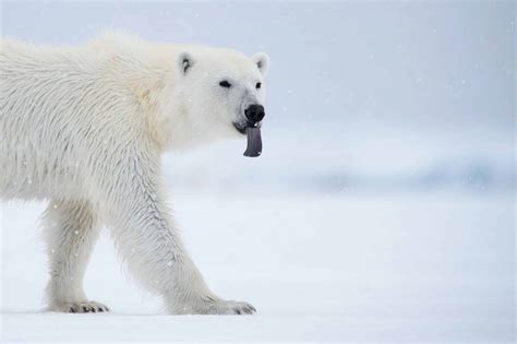 “Kingdom Of The Polar Bears” Coming Soon To Nat Geo Wild – What's On