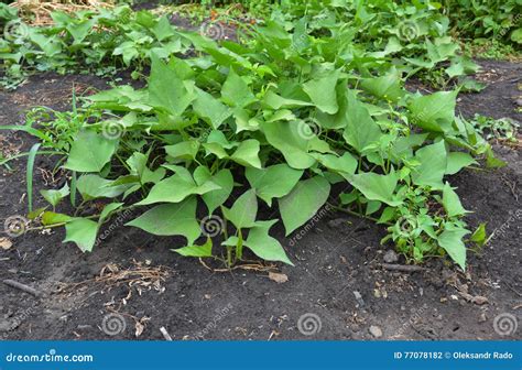 Growing Organic Sweet Potato The Sweet Potato Or Kumara Ipomoea