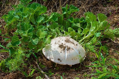 Large White Mushroom In The Grass Stock Photo Image Of Macro Lawn