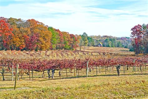 Colorful Autumn Vineyard Landscape Stock Image Image Of Growing