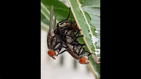 Mating Flies Love In Action Youtube