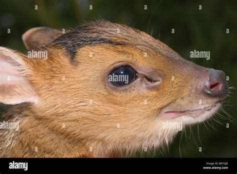Muntjac Fawn Stock Photos And Muntjac Fawn Stock Images Alamy