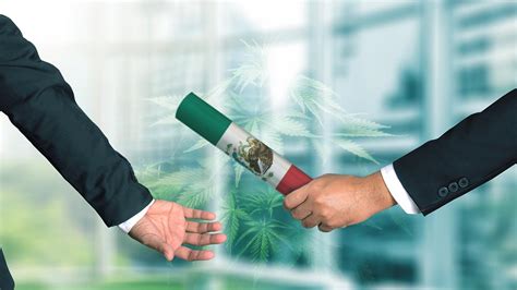 Mexican Senate to vote on marijuana legalization bill this ...
