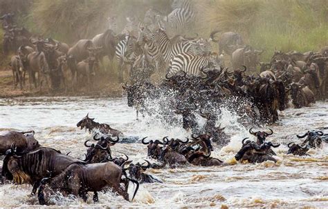 Mara River Wildebeest Crossing Game Drive Kated