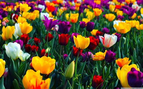 Free Download Colorful Flowers Wallpaper In Spring New Mobile Full