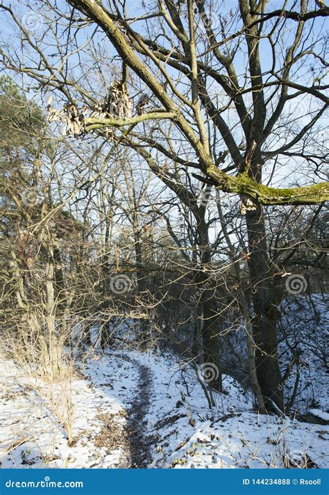 Bare Tree Trunks In The Winter Forest Stock Photo Image Of Sunlight