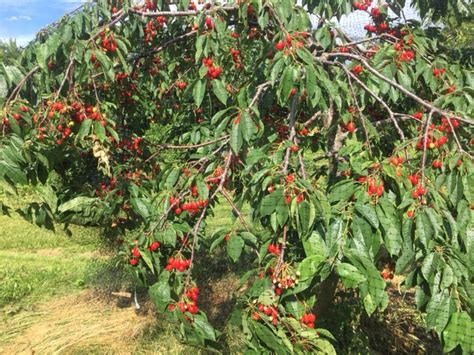 Thinning Cherries Should I Thin These General Fruit Growing Growing Fruit