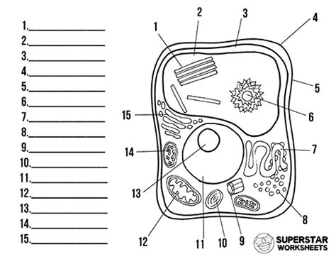 Labeling A Plant Cell Worksheet