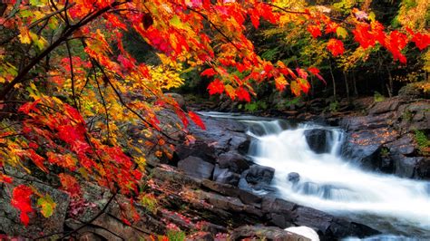 Beautiful Scenery Water Stream On Rocks Surrounded By Red Yellow Autumn
