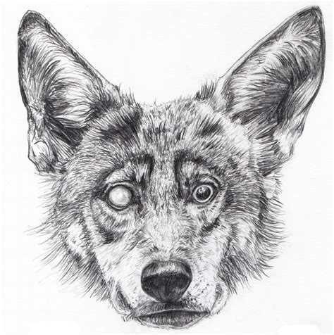Fineliner A Company Of Wolves