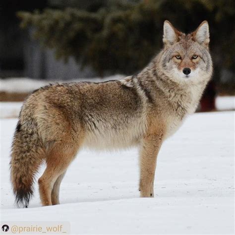 Coyote Watch Canada On Instagram Winter Song Dog Beauty Western