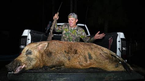 Hunters Panic At The Record Breaking Pound Giant Wild Boar Roaming