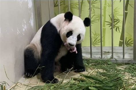 Singapore Welcomes First Giant Panda Cub At River Safari
