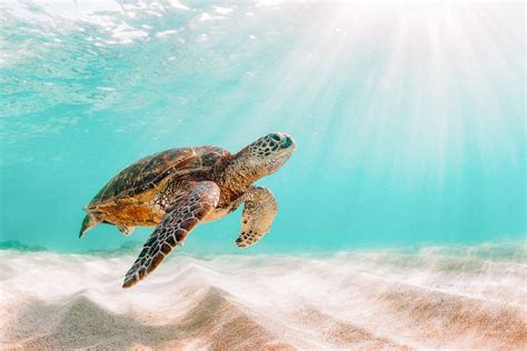 How To Avoid Harming Sea Turtles While In Hawaii PlanetLoveLife Com