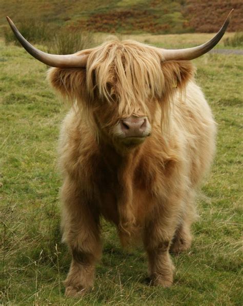 Highland Cow Scottish Cow Fluffy Cows Cute Baby Cow