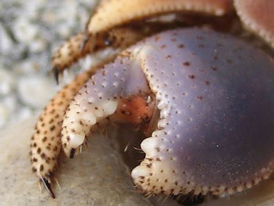 Close Up Pics Of Everyday Things Hermit Crab Claw