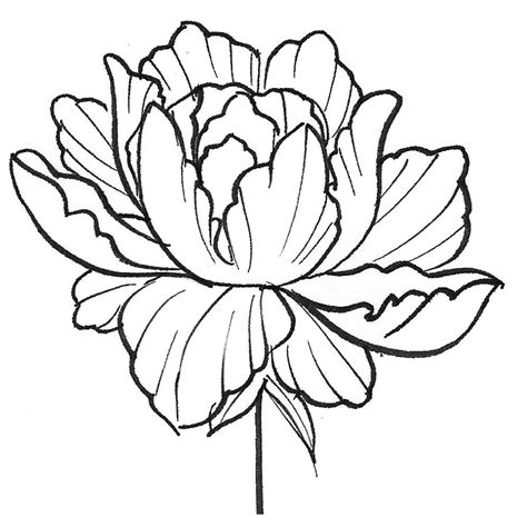 Peony Line Drawing Free Download On Clipartmag