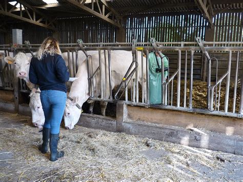 Insémination Artificielle En Vaches Allaitantes Pourquoi Faire Ce Choix