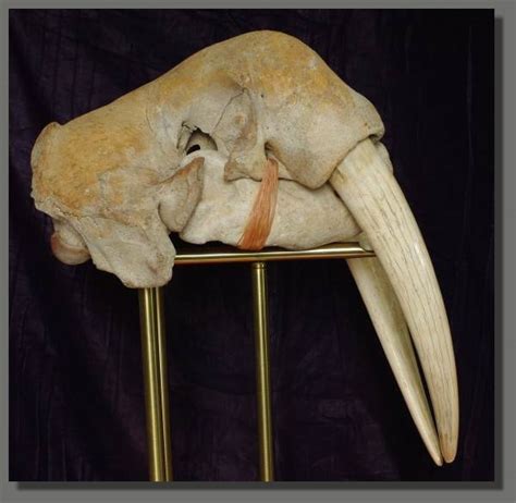 Fossil Walrus Skull With Tusks Odobenus Rosmarus 43 Cm Catawiki
