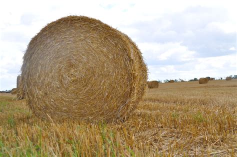 Hay Bales 12 Free Stock Photo Freeimages
