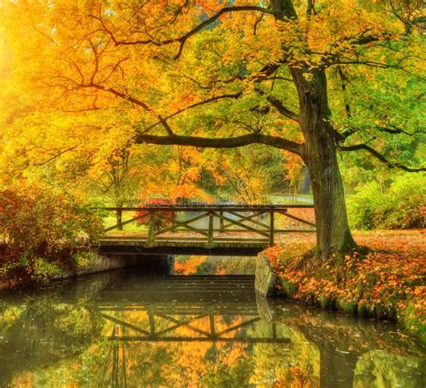 Beautiful Autumn Scenery In Park Stock Photo Image Of Bridge Brook