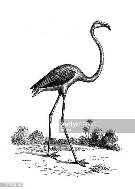Flamingo High Res Illustrations Getty Images
