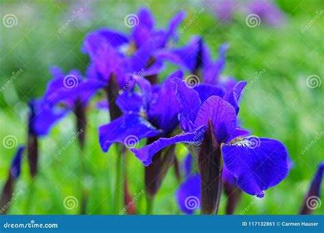 Blue Iris Flowers In Garden Stock Image Image Of White Blue 117132861