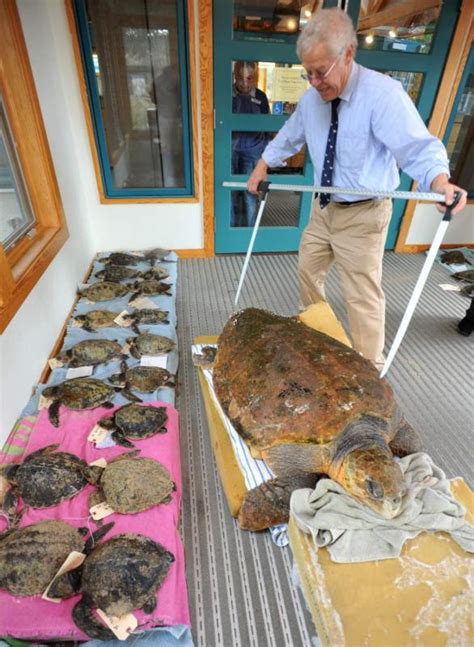 Record Turtle Stranding Season To Be Focus Of Provincetown Lecture