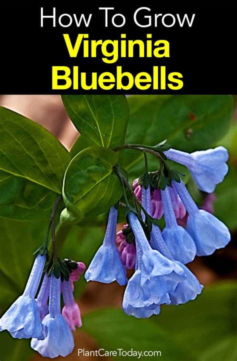 How To Grow Virginia Bluebells