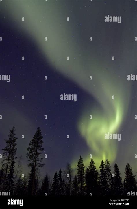 Aurora Borealis Over Coniferous Forest At Night Finland Stock Photo