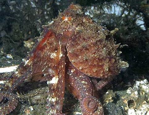 Giant Pacific Octopus Worlds Largest Octopus Animal Pictures And