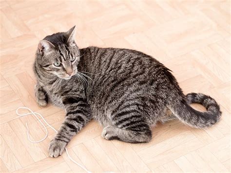 A Grey Striped Cat Stock Image Image Of Lively Flat 53905039