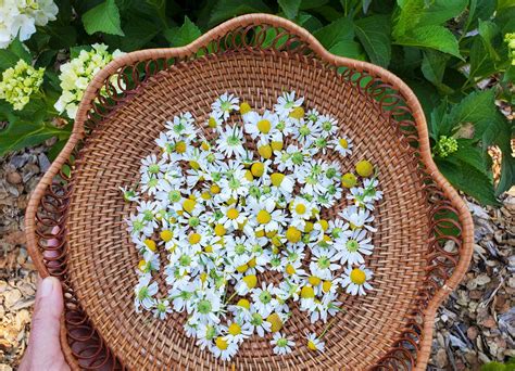 Calming Chamomile How To Grow Harvest Dry And Use Chamomile