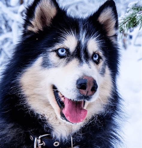Husky Wolf Mix Wolf Dog A Cross Of Striking Beauty And Intelligence