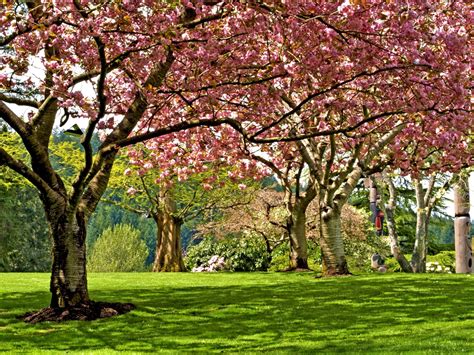 Blossoming Trees In Spring Park