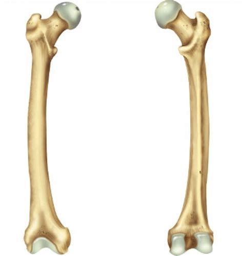 Learn Femur Diagram By Wawezase Remember And Understand