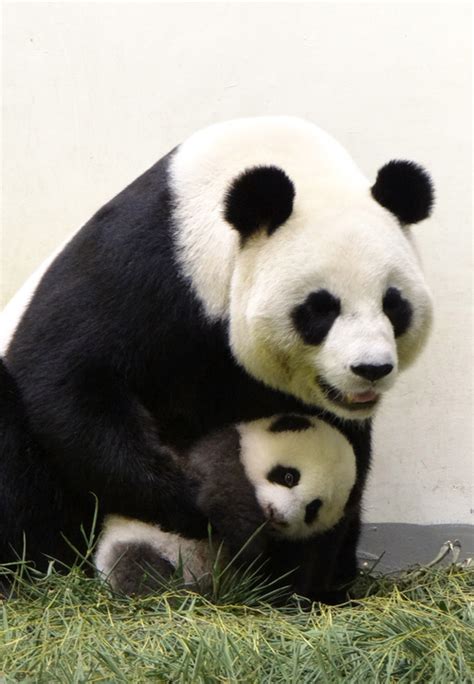 Mom Panda And Baby Panda Bear Panda Giant Panda