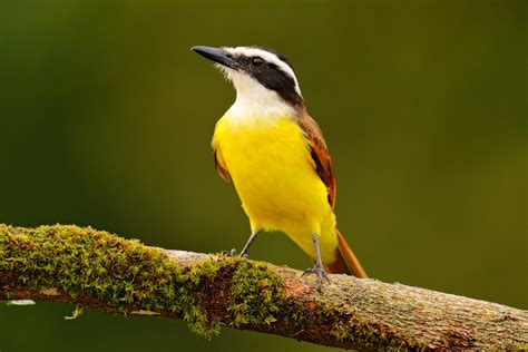 Conheça Os Pássaros Brasileiros E Veja As Curiosidades Guia Animal