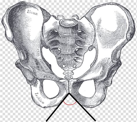 Hip Bone Pelvis Ilium Pubis Superior Transparent Background Png