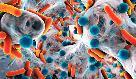 ¿dónde Se Encuentra Y Cómo Funciona La Microbiota