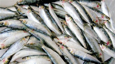 New Cannery Project To Exploit Omans Rich Sardine Resources Oman Observer