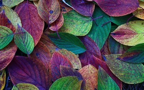 Colorful Leaves Hd Wallpaper 1920x1200 8297