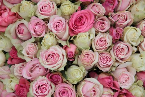 Different Shades Of Pink Roses Stock Photo Download Image Now