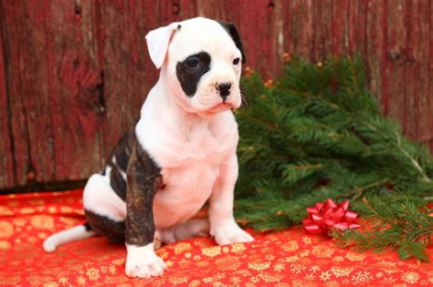 American Bulldog Breed Characteristics Care And Photos Bechewy